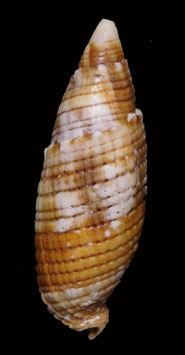 Nebularia imperialis  55.5mm F++