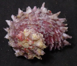 Angaria aculeata   38mm F++