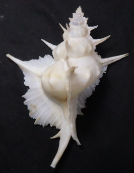 Siratus alabaster 129.2mm F++