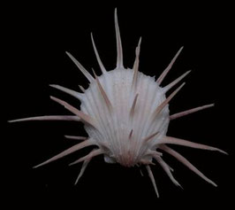 Spondylus imperialis  49.2mm F++/F+++
