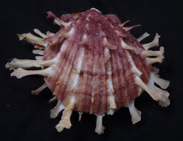 Spondylus foliaceus  71.7mm F++