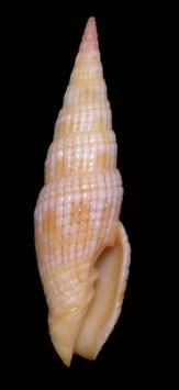 Vexillum costatum 42.6mm F+++