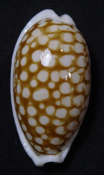 Cypraea cribraria 38.5mm F+++