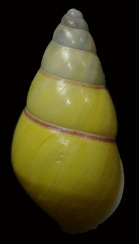 Amphidromus quadrasi cadaraman palwanensis  28mm F+++