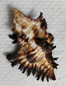 Chicoreus brunneus  62.6mm F++/F+++