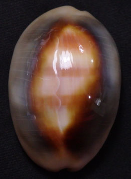 Cypraea ventriculus  54.8mm F++