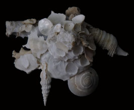 Xenophora pallidula  45.7mm F++
