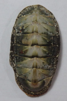 Rhyssoplax densilirata  49.7mm dried