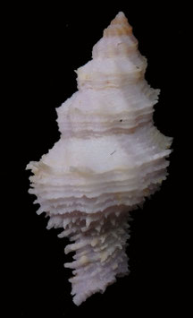 Babelomurex fearnleyi 48.8mm F+++