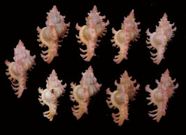 Chicoreus nobilis  37.3mm-43.4mm F++