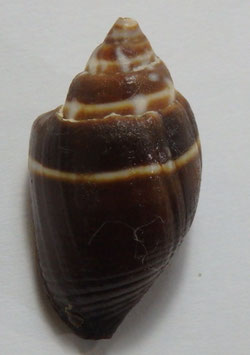 Strigatella decurtata 28.6mm F+