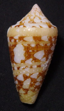 Conus ammiralis  archithalassus 40.9mm F+++