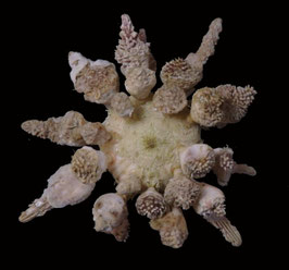 Tylocidaris  ohshimai  83mm measured include spines