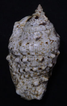 Strombus lentiginosus  81.7mm F+++