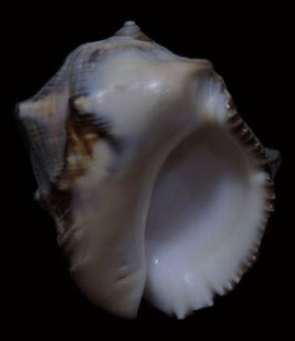 Purpura bufo  53.9mm F+++