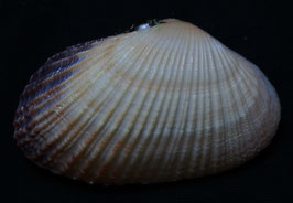 Bivalvia - Asaphis violascens  50.6mm F+++ , sea shell
