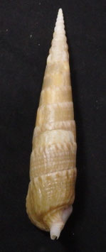 Pseudovertagus nobilis  117.6mm F++/F+++