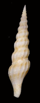 Ptychobela flavidula 63.9mm F+++
