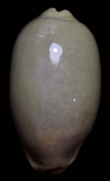 Cypraea eglantina  61.5mm F+++