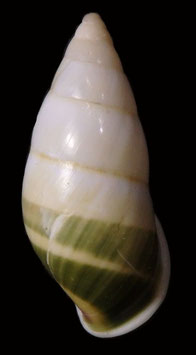 Amphidromus quadrasi solidus  39.3mm F+++