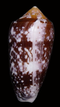 Conus floccatus 61.4mm F+++