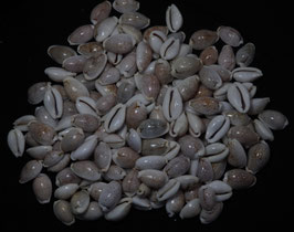 Cypraea boivinii 19mm - 29mm F+++