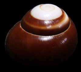 Calocochlea roissyana  30.3mm F+++