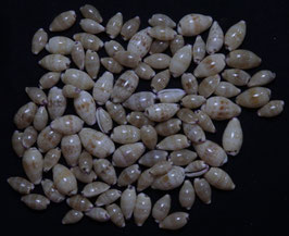Cypraea fimbriata  10mm - 15mm F+++  set 98 pcs shells