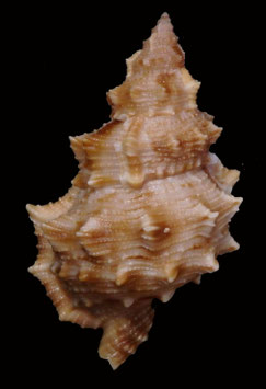 Tritonoranella latitudo wolfei  78.3mm F+++