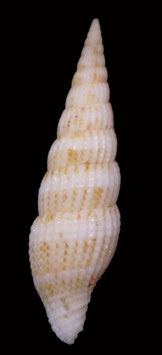 Vexillum jackylenae  35.7mm F+++