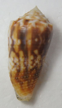 Conus moluccensis  47.3mm F+++