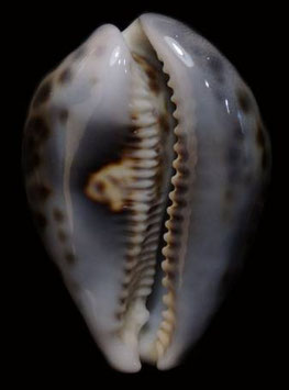 Cypraea tigris  81.3mm F+++ amazing color black spots mouth