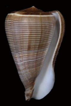 Conus  loroisii insignis  103.7mm F+++ amazing beauty