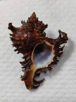 Chicoreus ramosus  47.1mm F+++