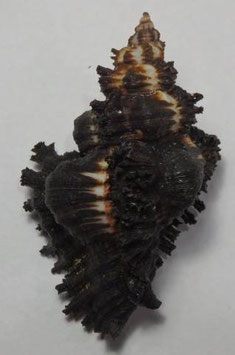 Chicoreus brunneus  73.3mm F+++