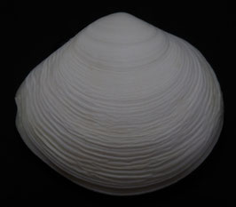Cyclotellina  discus  82mm x 92mm F+++