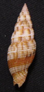 Vexillum   acupictum 26.4mm F++/F+++