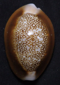 Monetaria caputserpentis  40.7mm F+++ big size