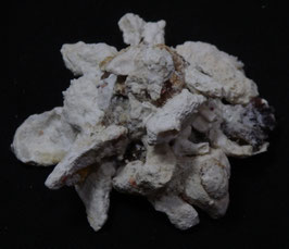 Xenophora cerea torrida  47mm F+++