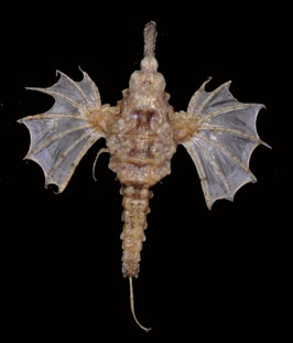 Flying fish species  75mm  dried preserved