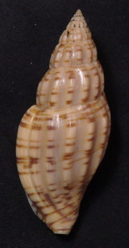 Lyria boholensis  61.4mm F+++