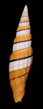 Vexillum citrinum filiareginae  66.9mm F+++