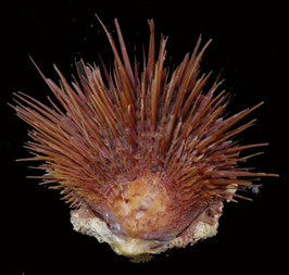 Spondylus visayensis  64.8mm F+++