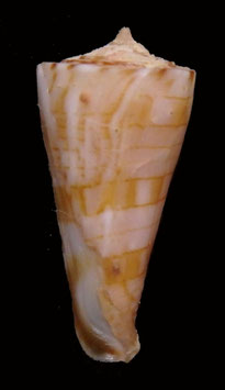 Conus kimioi  18.3mm F++