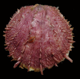 Spondylus varians   95.1mm F+++