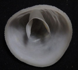 Crepidula walshi  29.3mm F+++