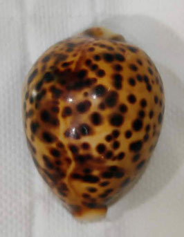 Cypraea tigris 75.7mm F++/F+++