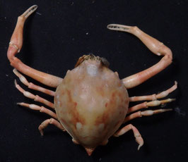 Myra grandis  43.7mm preserved crabs