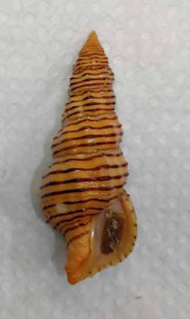 Turrilatirus turritus  54.1mm F++