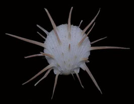 Spondylus imperialis  45.5mm F++/F+++